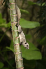 Gray squirrel with fluffy tail perched on a cream-colored betel nut prepare to jump