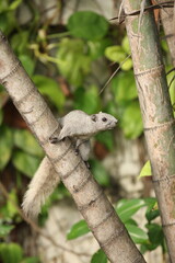 Gray squirrel with fluffy tail perched on a cream-colored betel nut prepare to jump