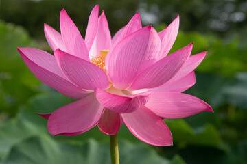 lotus