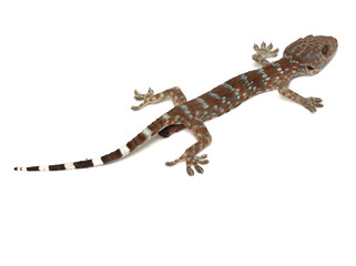 dead gecko on white background