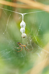 A spider tends eggs in Oscar Scherer State Park, southwest Florida