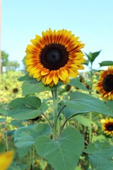 Sunflowers