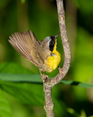 Male Common Yellowthroat in Michigan