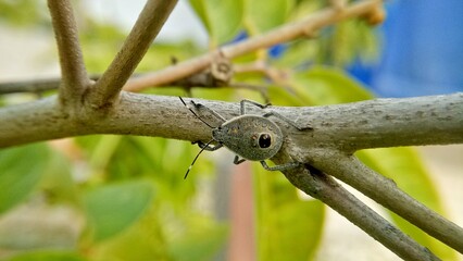 Animals that perch on tree branches of about the same color, look beautiful during the day