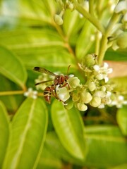 The bee is eating and perched on the flower during the day looks nice and beautiful