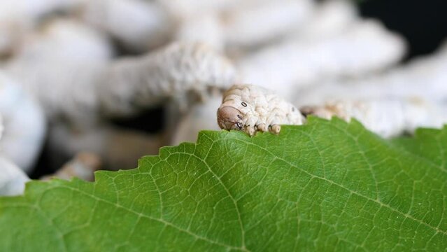 Mature silkworms eat fresh mulberry leaves, close up view, 4k slow motion footage, agriculture concept.