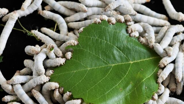 Mature silkworms eat fresh mulberry leaves, close up view, 4k slow motion footage, agriculture concept.