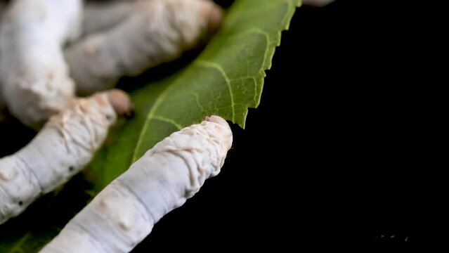 Mature silkworms eat fresh mulberry leaves, close up view, 4k slow motion footage, agriculture concept.