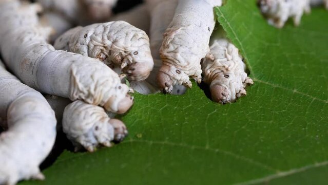 Mature silkworms eat fresh mulberry leaves, close up view, 4k slow motion footage, agriculture concept.