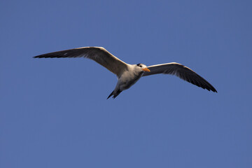 Tern seagull flying in the blue sky