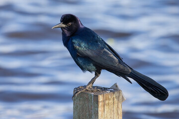 Boat tailed Grackle perched on a wooden post