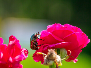 バラの花にコガネムシ