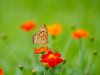 ヒョウモンチョウの飛翔