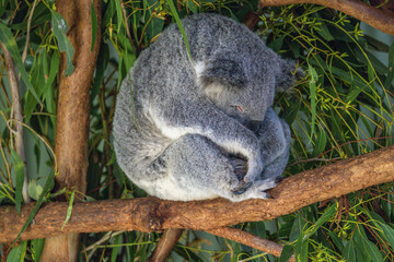 Close-up of a Koala (Phascolarctos cinereus) fast asleep,  its head sunk against the chest, while sitting on a tree branch, green foliage in the background. Koalas are native Australian marsupials.