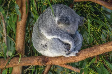 Keuken spatwand met foto Close-up of a Koala (Phascolarctos cinereus) fast asleep,  its head sunk against the chest, while sitting on a tree branch, green foliage in the background. Koalas are native Australian marsupials. © Francisco