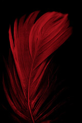 Beautiful red  feather isolated on black background