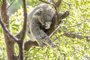 Close-up of a Koala (Phascolarctos cinereus) fast asleep while holding on to a tree branch and resting its head on its paw, green foliage in the background. Koalas are native Australian marsupials.