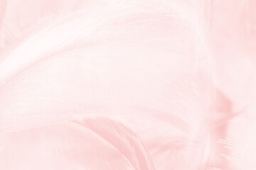 Beautiful light pink feather pattern texture background