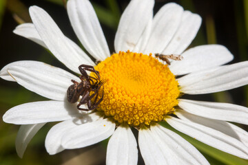 Fototapeta premium Spider on a daisy