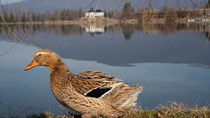 Beautiful duck on the shore of a mountain lake close-up.