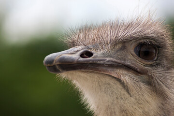 ostrich head closeup