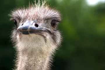 Sierkussen portrait of an ostrich © Bohdan