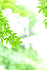 カエデの新緑　青紅葉　Fresh green leaves