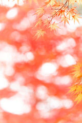 カエデの紅葉　Acer sp.