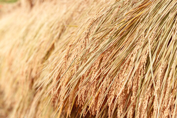 稲架掛けされた稲　Rice ears