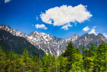 青い空に白い雲、さわやかな6月の風に吹かれて、新緑の美しい若葉を眺めながら憧れの上高地を散策
