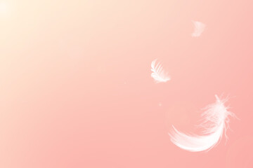 White feathers floating pink pastel tone with sunlight free space for add text or season,festival