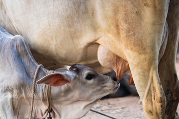 Indian cow calf drinking milk at the spoon of it's mother cow in farm,A calf drinks milk from mother cow's mammary glands after a long day. © Dinesh
