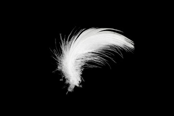 white feather isolated on black background