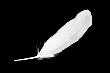 Beautiful white feather isolated on black background