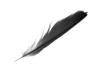 Bird swan black feather on white background