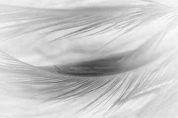 Obraz premium Beautiful dark black feather pattern texture background