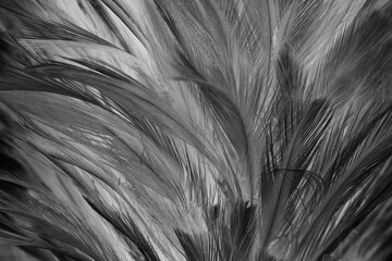 Beautiful dark black feather pattern texture background