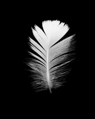 white feather isolated on black background