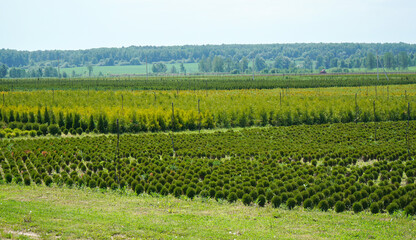Fototapeta na wymiar Plantation with rows of thuja, coniferum, cyprus, pine trees