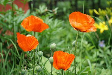 Fototapeta premium Red poppy flowers in the garden