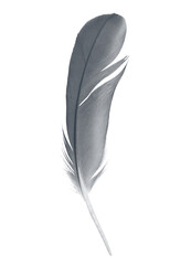 black feather on white background