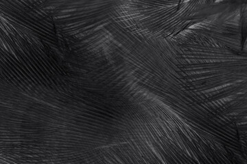 Beautiful dark black feather pattern  texture background - obrazy, fototapety, plakaty