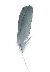 Bird swan black feather on white background