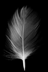 white feather isolated on black background