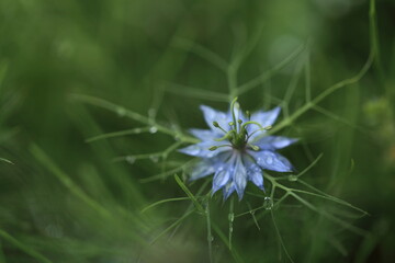 雨上がりのニゲラの花のアップ