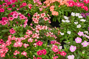 colorful flowers wih green leaf in pots sale