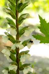 Exotische Pflanzen und Tiere auf Kreta, Griechenland, Urlaub