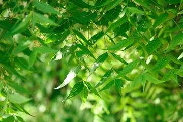 medicinal neem leaves,neem with leaves natural background,azadirachta indica and Indian lilac,...