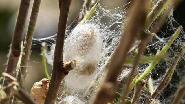 Close up of mature silkworms cocoon on twigs, 4k time lapse footage, back light by sun light, Chinese agriculture and animal concept.
