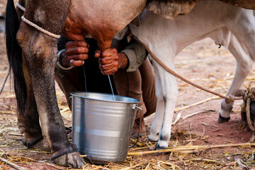 calf drinking milk from cow,calf drinking milk from mother cow udder in stable at agricultural animal exhibition - obrazy, fototapety, plakaty